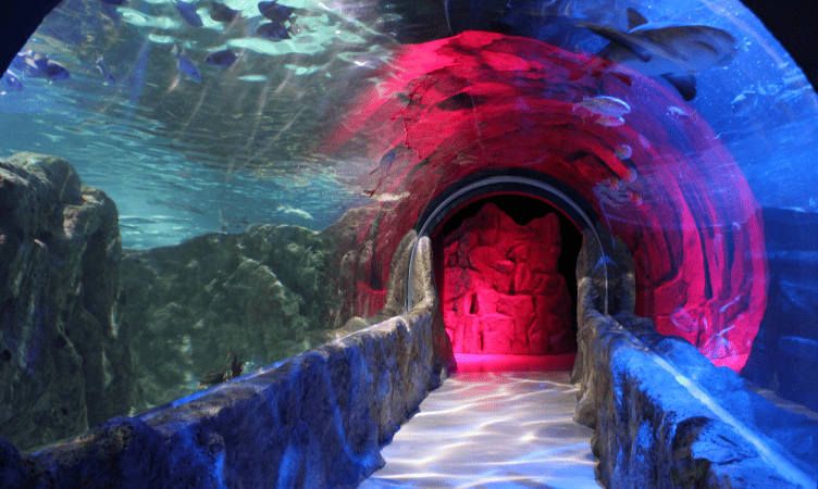 SEA LAND, Acuarioventura León